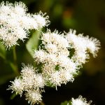 Mistflower