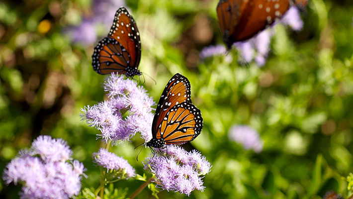 planting-for-pollinators-garden-style-san-antonio