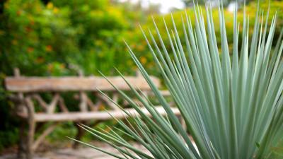 Agave bench