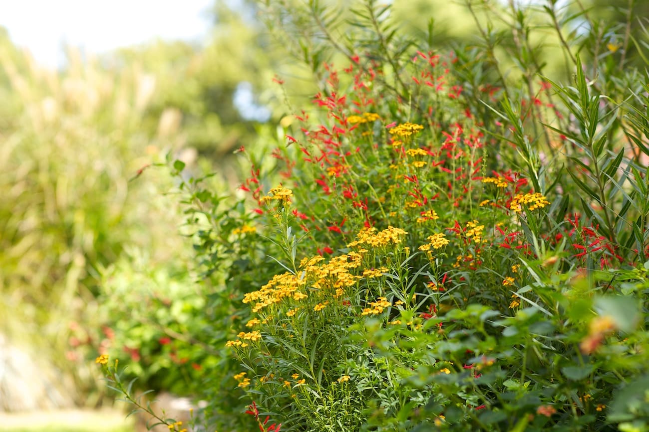 all about plants, mixture of flowers | SAWS Garden Style Conservation Water Saver San Antonio Texas