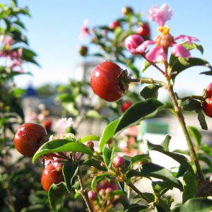 Barbados Cherry berries