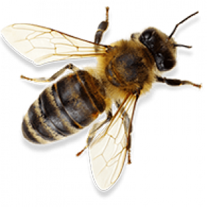 bee-2-min bee-2-min