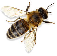 bee-2-min bee-2-min