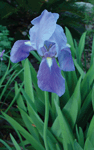 blue-iris-close
