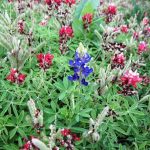 Red and Blue Bluebonnets