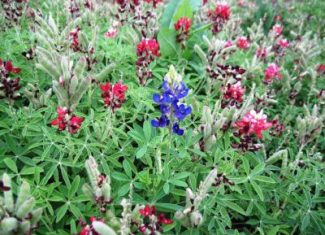 Shades of Bluebonnets