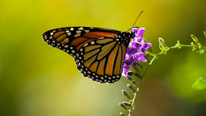 Monarch butterfly on Duranta