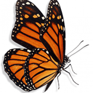 butterfly-min butterfly