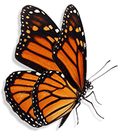 butterfly-min butterfly