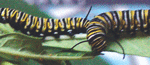 Monarch Catepillars