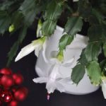 Christmas cactus