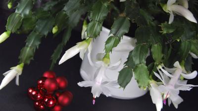 Christmas cactus