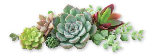 cta_succulents