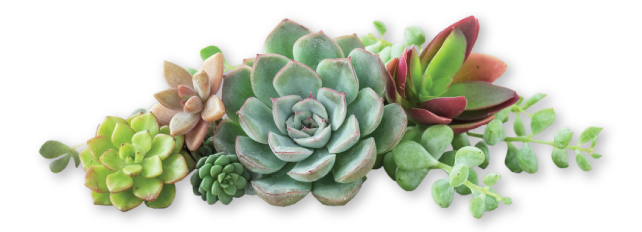 cta_succulents cta_succulents