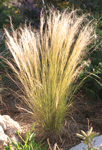 feather_grass