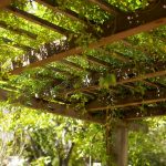 gardening structures, vines on the trellis | SAWS Garden Style Conservation Water Saver San Antonio Texas