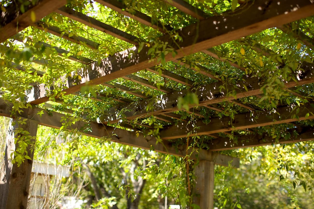 gardening structures, vines on the trellis | SAWS Garden Style Conservation Water Saver San Antonio Texas