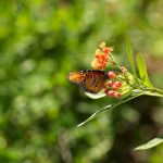 Queen butterfly nectaring on tropical milkweed.