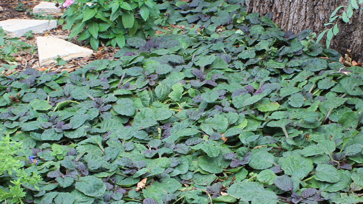 For Less Work Choose Ground Covers, Ground Covers For Shade