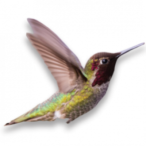 hummingbird hummingbird