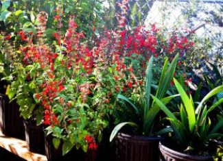 Native Plants are Easy to Grow