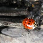 Ladybug