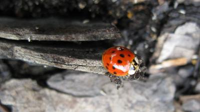 Ladybug