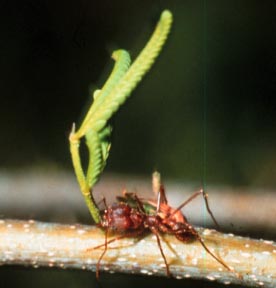 Leaf Cutter Ant (Atta texana). Photo by Dr. Paul Jackman at Texas A&M.