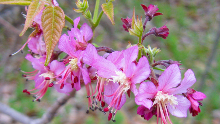mexican plum