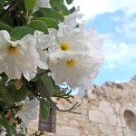 Mexican Olive Blooms