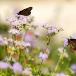 Blue Mistflower