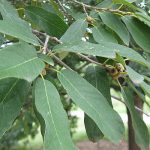 Monterrey (Quercus polymorpha)