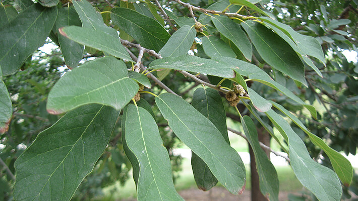 Monterrey (Quercus polymorpha)