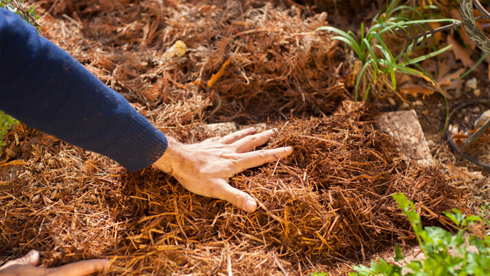 spreading shredded mulch