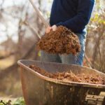 Mulch in wheelborrow