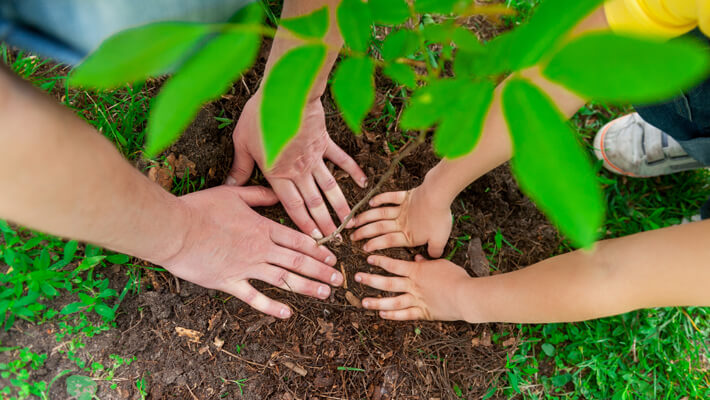tree planting