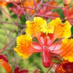 Pride of Barbados