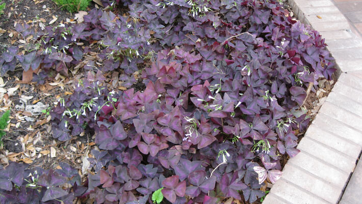 For Less Work Choose Ground Covers, Perennial Ground Cover Flowers For Shade