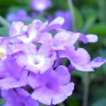 Purple Lantana