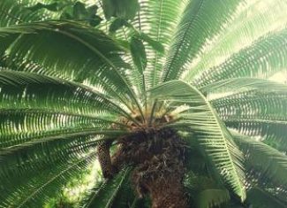 The Jurassic Palm