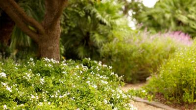 Shrubs and Hedges