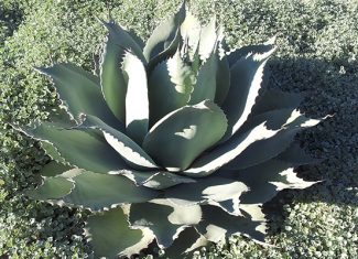Drought Savvy Plants – Tried and True