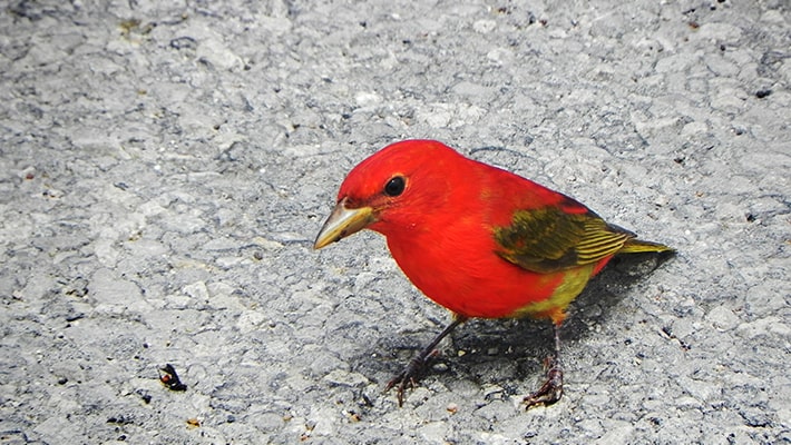 Summer tanager with wasp