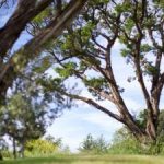 Shade Trees