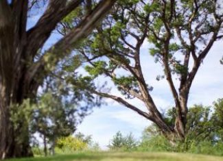 Toppling Trees? Not if They’re Native