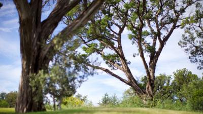 Shade Trees