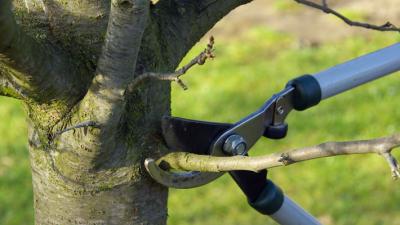pruning tree