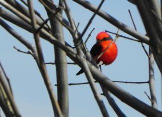 Favorite Birds of the WaterSaver Landscape