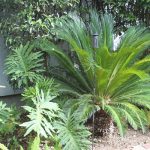 Structural Sego and Splitleaf Philodendron