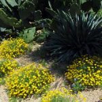 xeriscape